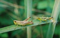 Chorthippus parallelus - Meadow Grasshopper