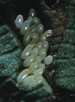 Image of: Chrysomela knabi