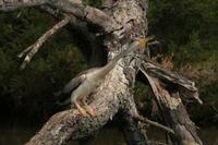 Anhinga melanogaster - Oriental Darter