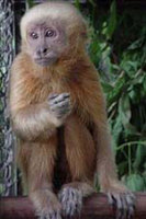 Marcgrave's capuchin monkey, Cebus flavius