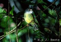 Pale-yellow Robin - Tregellasia capito