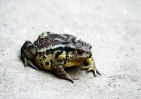 두꺼비