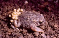 : Alytes cisternasii; Iberian Midwife Toad