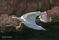 : Larus michahellis; Yellow-legged Gull