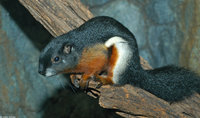 : Callosciurus prevosti; Prevost's Squirrel