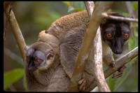 : Petterus fulvus; Brown Lemur