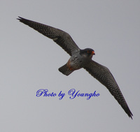 비둘기조롱이(Amur Falcon)
