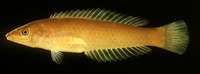 Pseudojuloides elongatus, Long green wrasse: aquarium