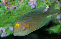 Ctenochaetus strigosus, Spotted surgeonfish: aquarium