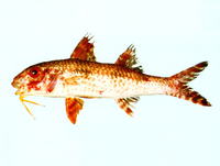 Upeneus luzonius, Dark-barred goatfish: