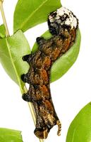 Acherontia atropos - Death's-head Hawk-moth