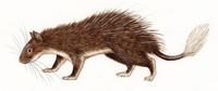 Image of: Atherurus macrourus (Asiatic brush-tailed porcupine)