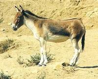 Image of: Equus hemionus (kulan)