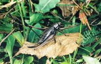 Metrioptera brachyptera - Bog Bush-cricket