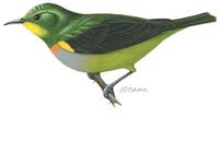Image of: Anthreptes rectirostris (green sunbird)