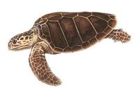 Image of: Caretta caretta (loggerhead sea turtle)