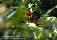 Red Junglefowl - Gallus gallus