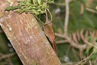 Amazonian Barred-Woodcreeper - Dendrocolaptes certhia