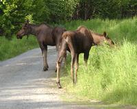 Moose and Calf In Trail