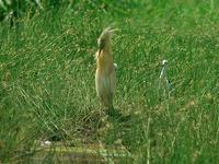 Squacco Heron (Rallhäger) - Ardeola ralloides
