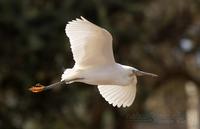 silkehegre / Little egret (Egretta garzetta)