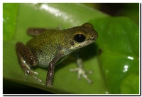 : Dendrobates pumilio bisiragreen; Strawberry Poison Frog