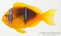: Amphiprion chrysopterus