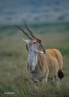 : Taurotragus oryx; Eland, Cape Eland