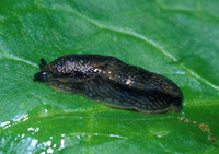 : Arion distinctus; Darkface Arion