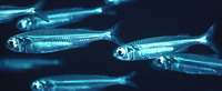 Atherinomorus lacunosus, Hardyhead silverside: fisheries, bait