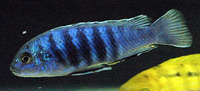 Labidochromis freibergi, : aquarium
