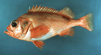 Sebastes fasciatus, Acadian redfish:
