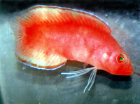 Pseudoplesiops typus, Hidden basslet: aquarium