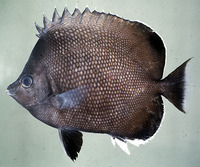 Chaetodon litus, Easter Island butterflyfish: aquarium