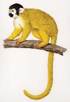 Image of: Saimiri boliviensis (Bolivian squirrel monkey)