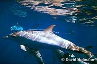 Image of: Stenella frontalis (Atlantic spotted dolphin)