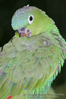 Amazona farinosa - Mealy Parrot