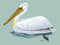 Image of: pelecanus crispus (Dalmatian pelican)