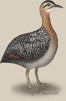 Image of: Rhynchotus rufescens (red-winged tinamou)