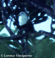Black-chinned Fruit Dove - Ptilinopus leclancheri