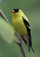 American Goldfinch - Carduelis tristis