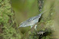 Plumbeous Warbler - Dendroica plumbea