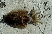 Cuttlefish (Sepia pharaonis)