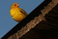 Saffron Finch: male