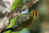 White-browed  woodpecker   -   Piculus  aurulentus   -   Picchio  dai  sopraccigli