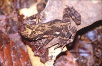 : Adenomus kelaartii; Kelaart`s Dwarf Toad