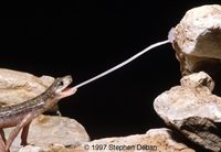: Hydromantes supramontis; Supramont Cave Salamander