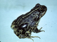 : Pleurodema bufoninum; Gray Four-eyed Frog