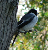 : Cracticus torquatus; Grey Butcherbird