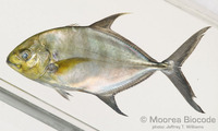 : Carangoides ferdau